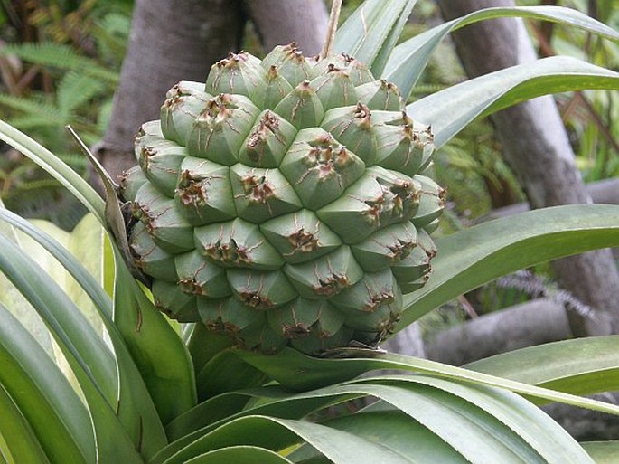 Pandanus sechellarum