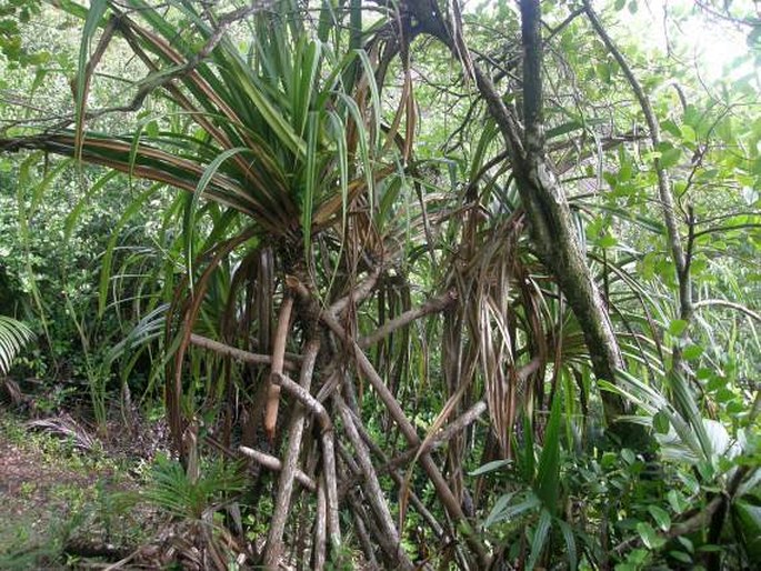 Pandanus sechellarum