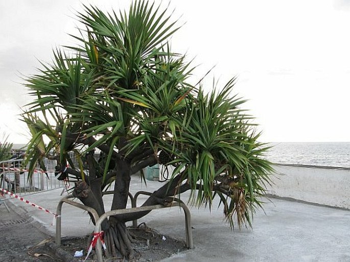 Pandanus utilis