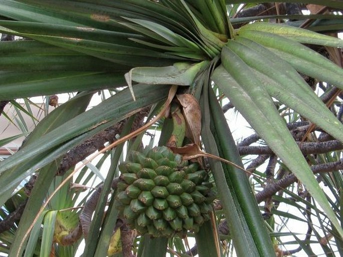 Pandanus utilis