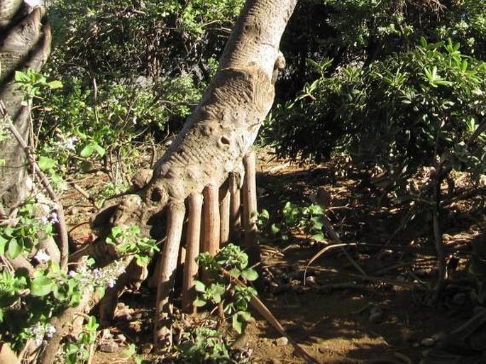 Pandanus utilis