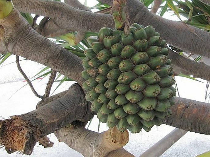 Pandanus utilis