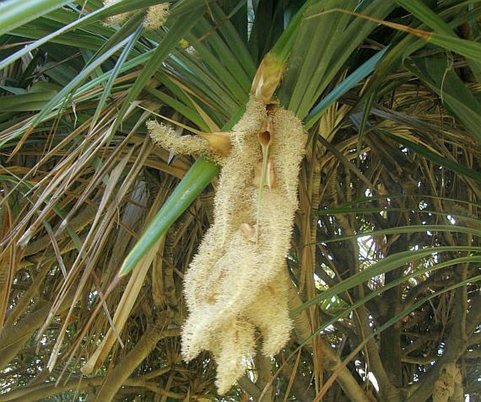 Pandanus utilis