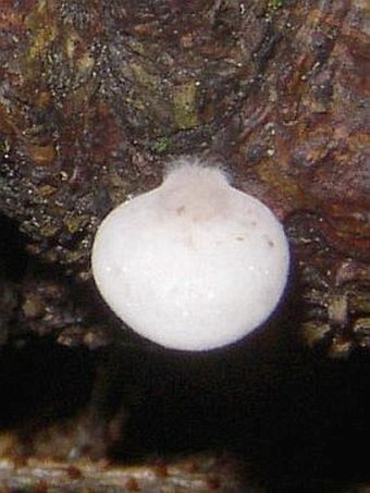 Panellus mitis