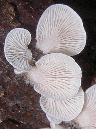 Panellus mitis