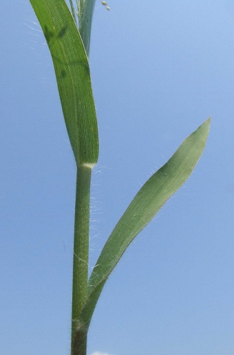 Panicum capillare