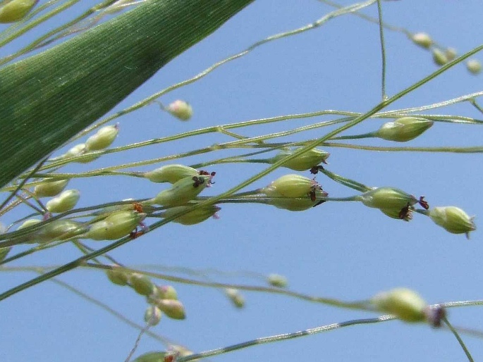 Panicum capillare