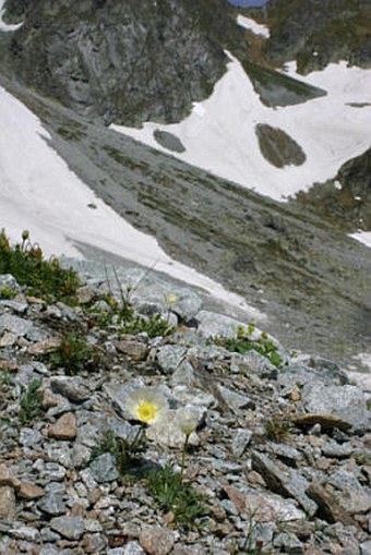 Papaver tatricum