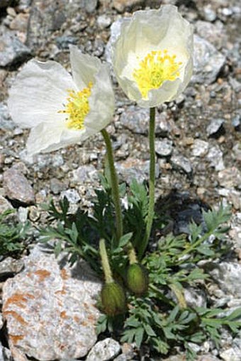 Papaver tatricum