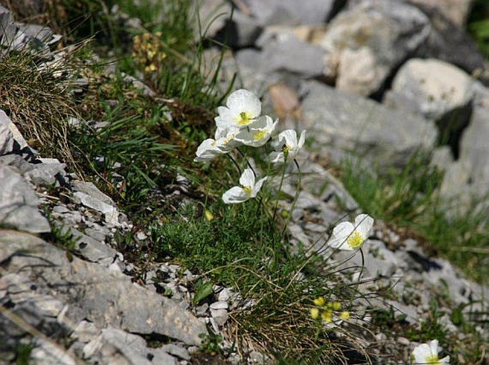 Papaver tatricum