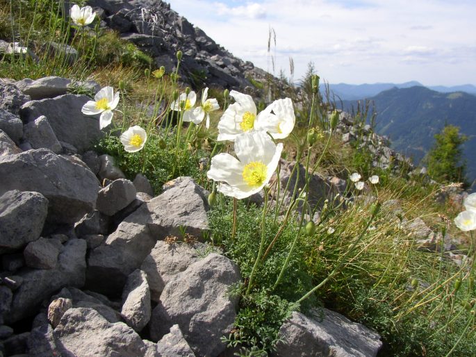 Papaver burseri