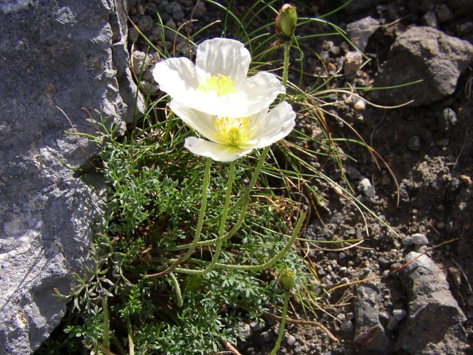 Papaver burseri