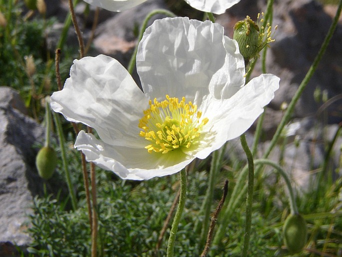 Papaver burseri