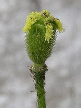 Papaver ernesti-mayeri