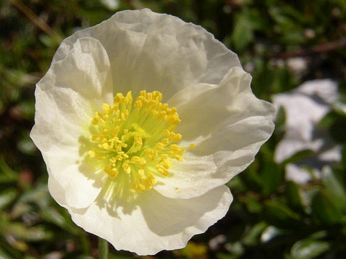 Papaver ernesti-mayeri