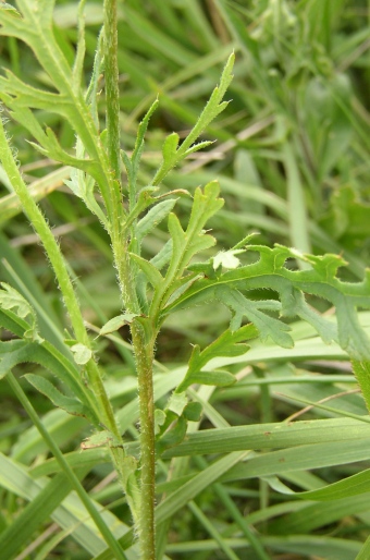 Papaver maculosum subsp. austromoravicum