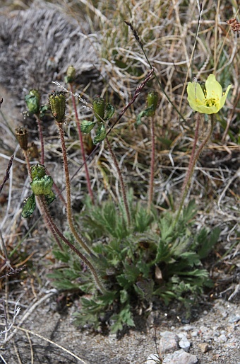 Papaver radicatum