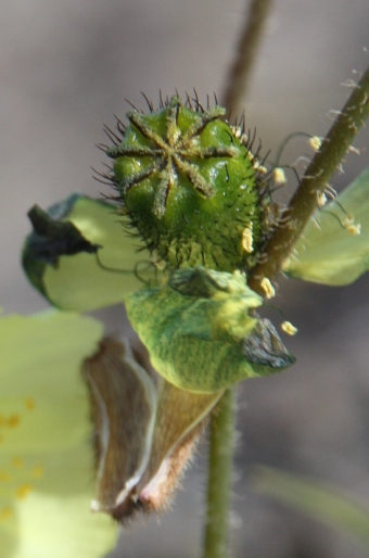 Papaver radicatum