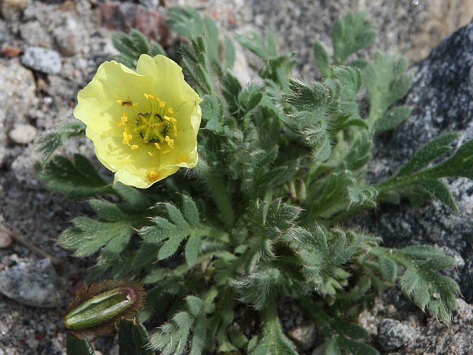 Papaver radicatum