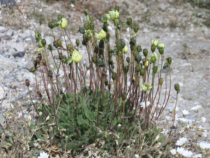 Papaver radicatum