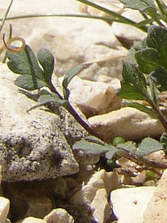 Papaver aurantiacum