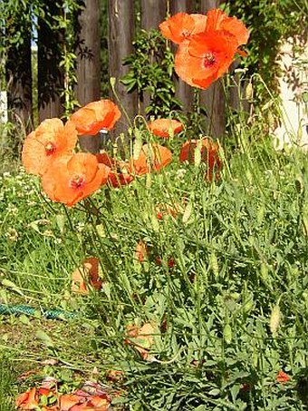 Papaver rhoeas