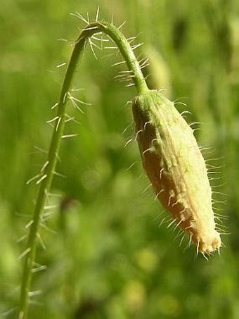 Papaver rhoeas