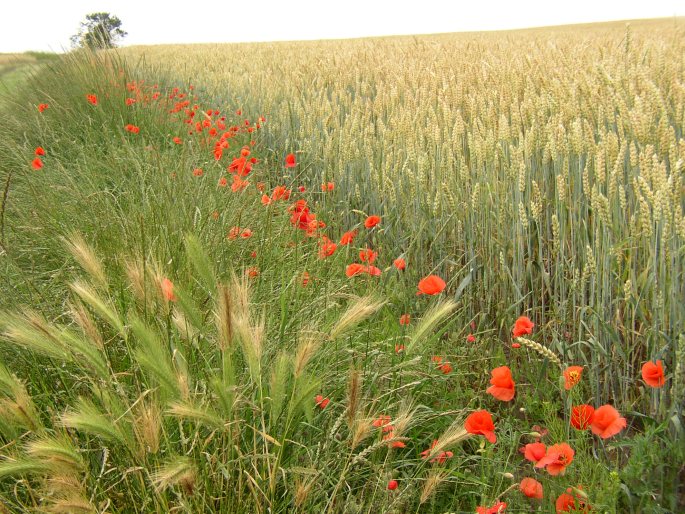 Papaver rhoeas