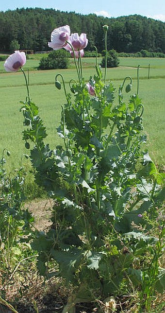 Papaver somniferum