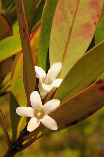 Paragenipa lancifolia