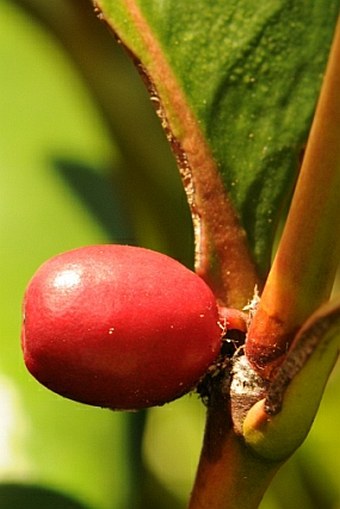 Paragenipa lancifolia