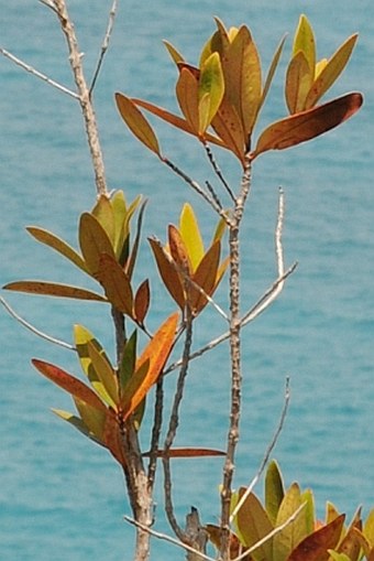 Paragenipa lancifolia