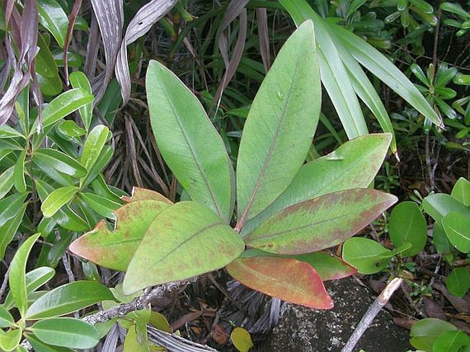 Paragenipa lancifolia