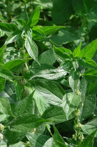 Parietaria officinalis