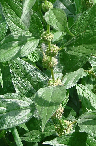 Parietaria officinalis