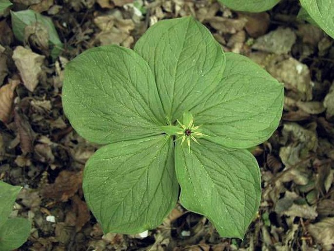 Paris quadrifolia