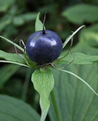 Paris quadrifolia