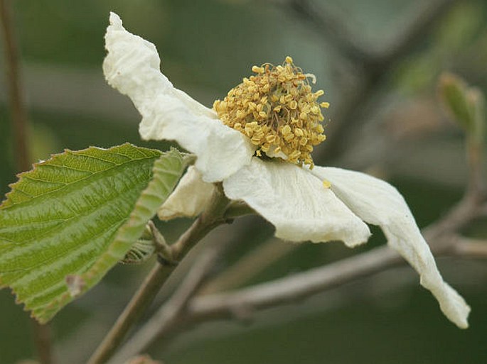 PARROTIOPSIS JACQUEMONTIANA (Decne.) Rehd. - parociovka