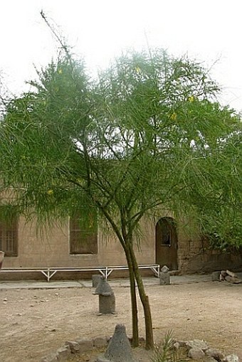 Parkinsonia aculeata