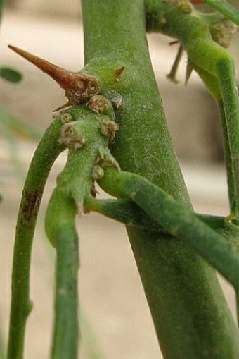 Parkinsonia aculeata