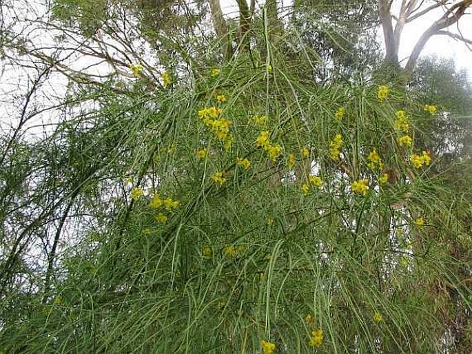 Parkinsonia aculeata