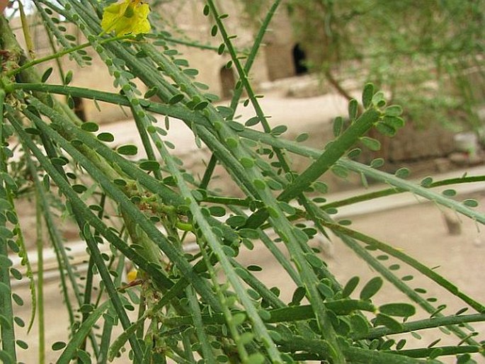 Parkinsonia aculeata