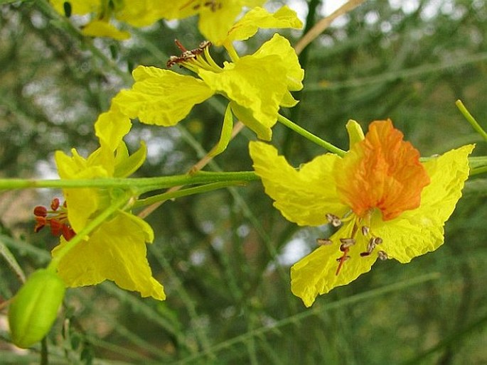 Parkinsonia aculeata