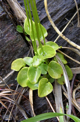 Parnassia palustris