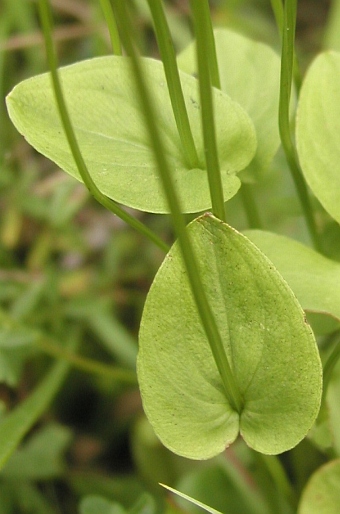 Parnassia palustris