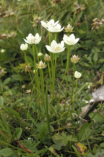 Parnassia palustris