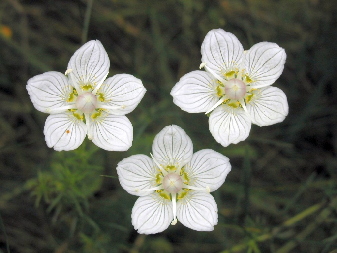 Parnassia palustris