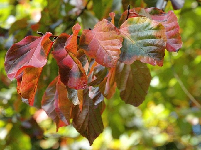 Parrotia persica