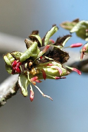 Parrotia persica