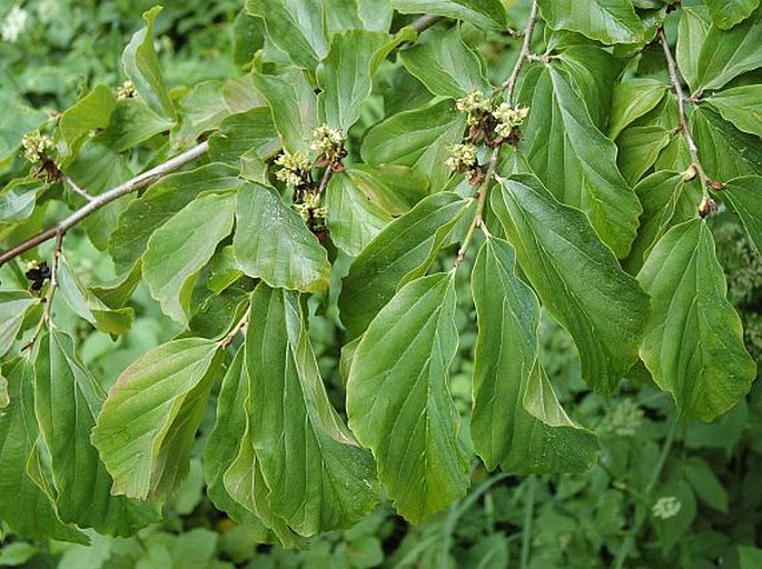 PARROTIA PERSICA (DC) C. A. Meyer - parocie perská